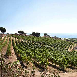 Wine Tours from Barcelona