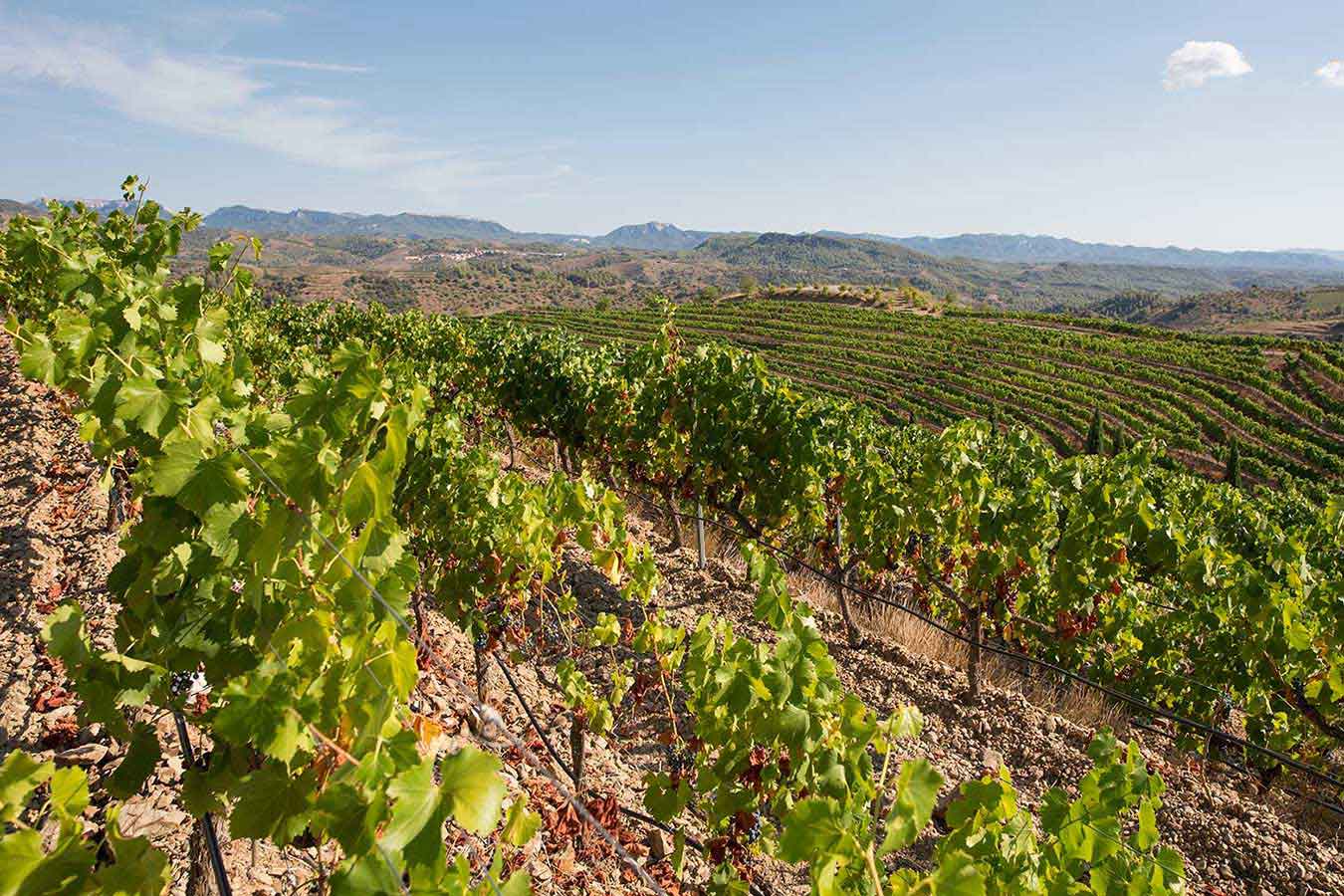 Vineyards in Priorat