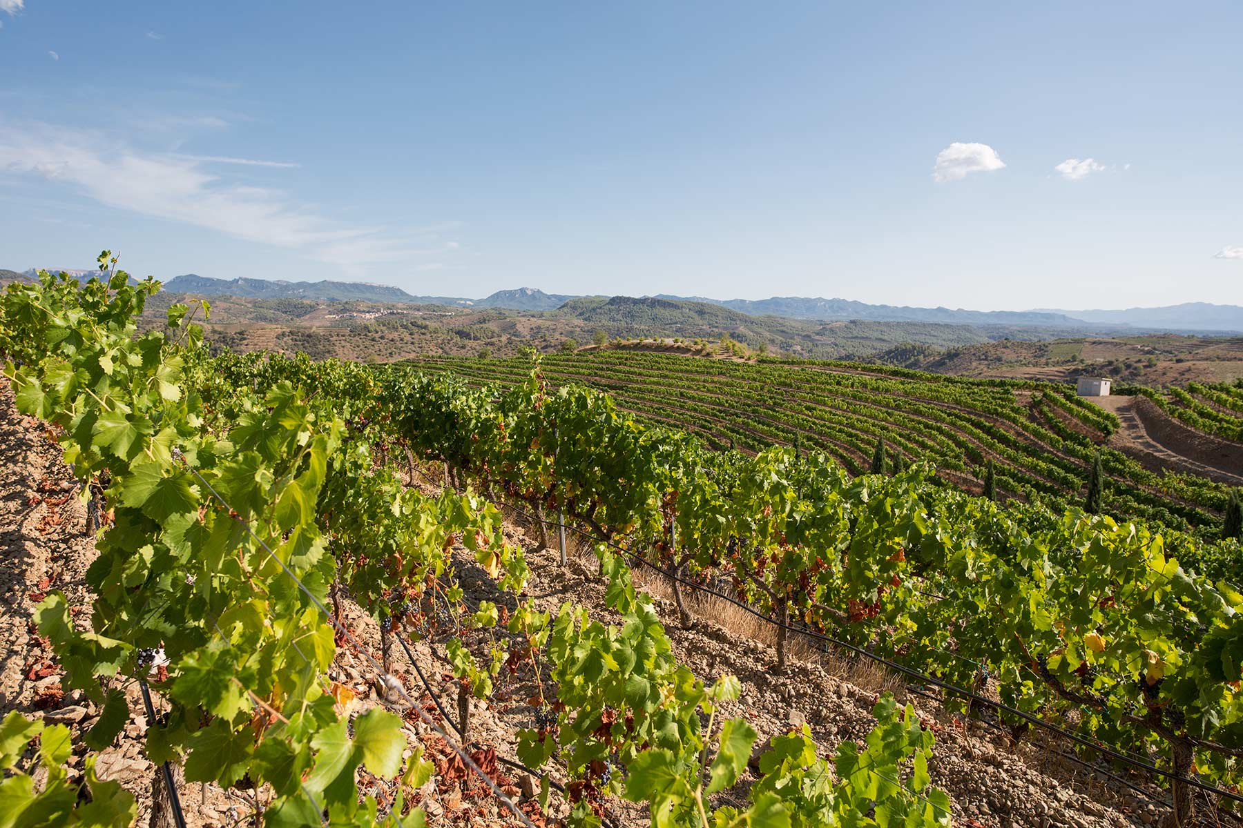 Billede fra Bjergene i Priorat