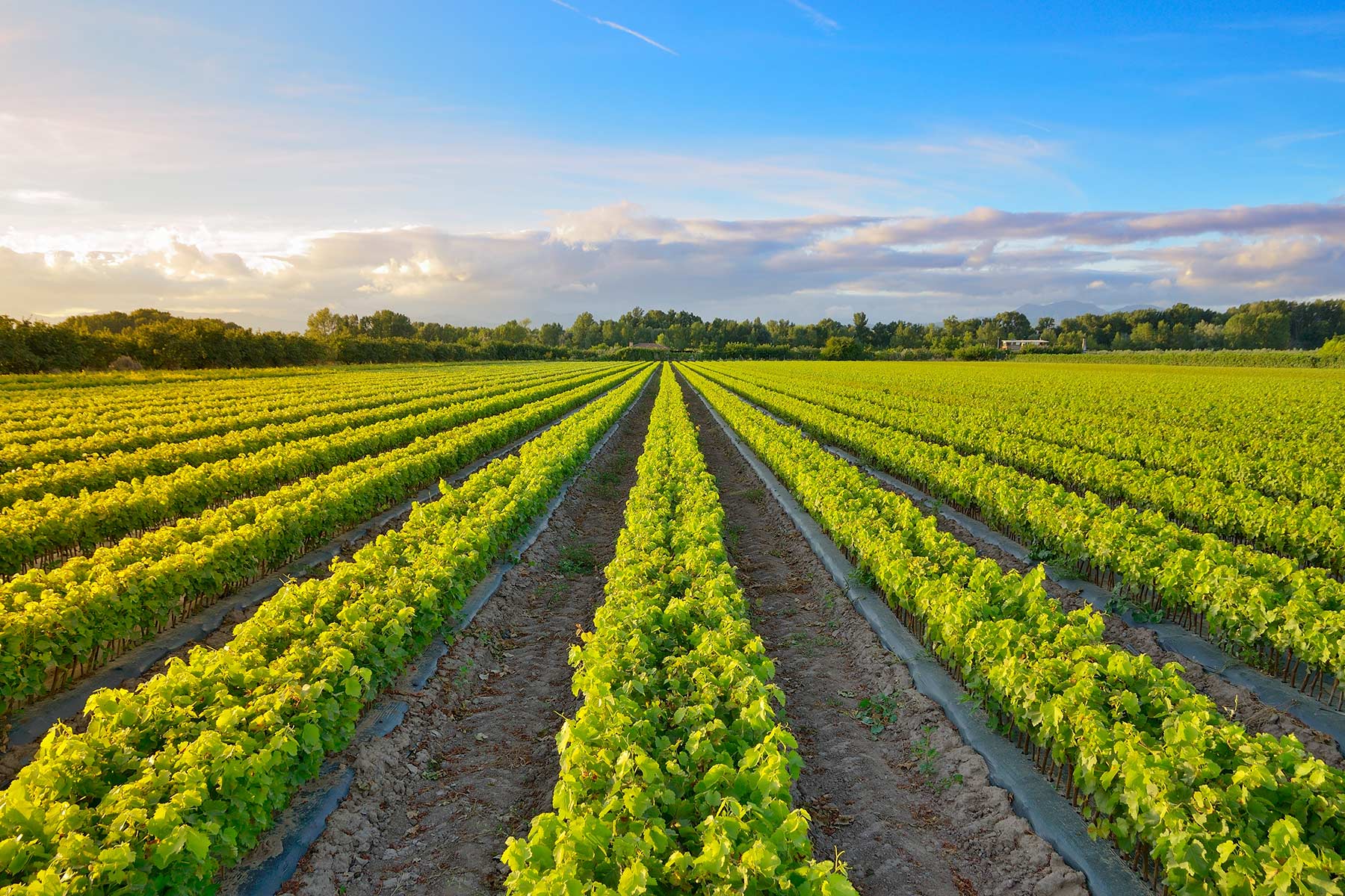 Rioja vines