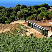 Alta Alella Winery Tour from Barcelona