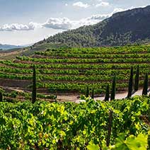 The Priorat Wine Tour from Barcelona