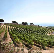 Wine tour from Barcelona to Alta Alella