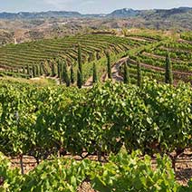 Tour to Priorat from Barcelona