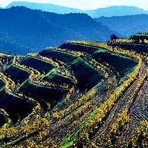 Salida a bodegas en Priorat