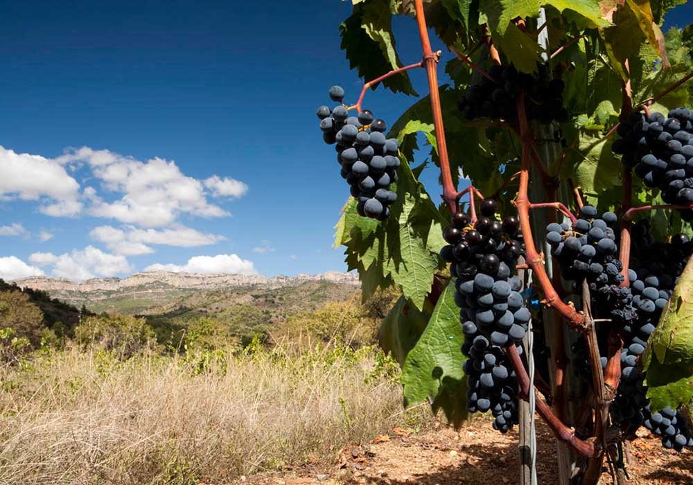 Priorat Wine Tour