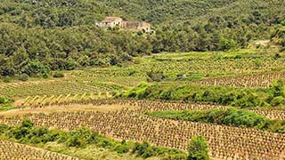 Half-Day Wine Tour to Penedes