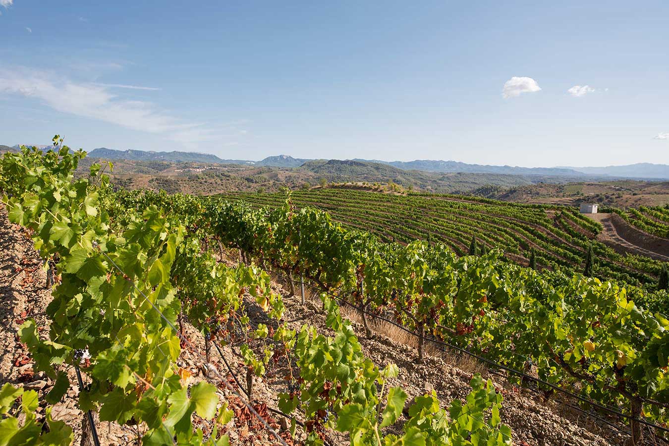 Vines planted in rows, Priorat