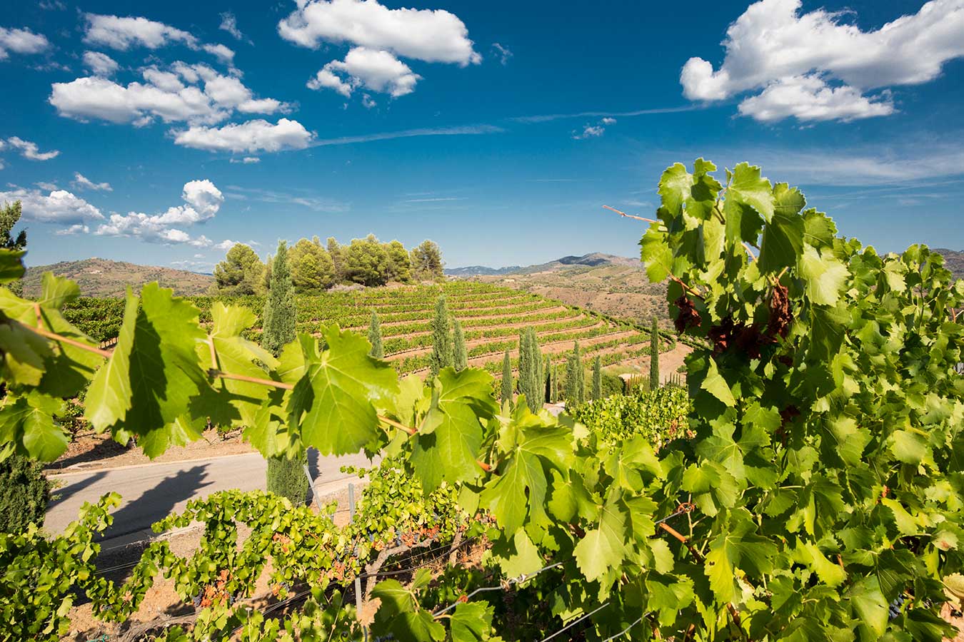 Teambuilding between vineyards - Priorat