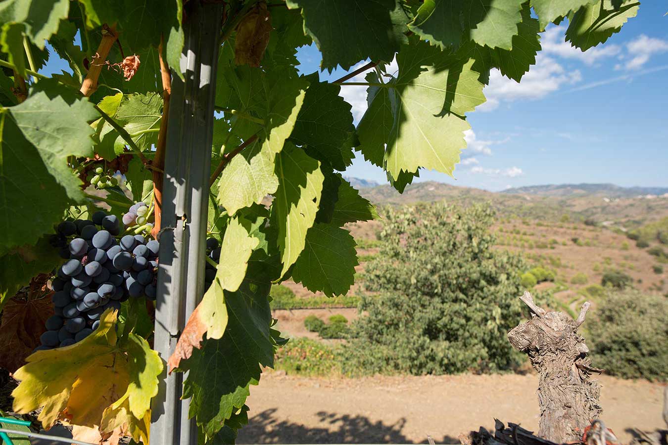 Priorat vine