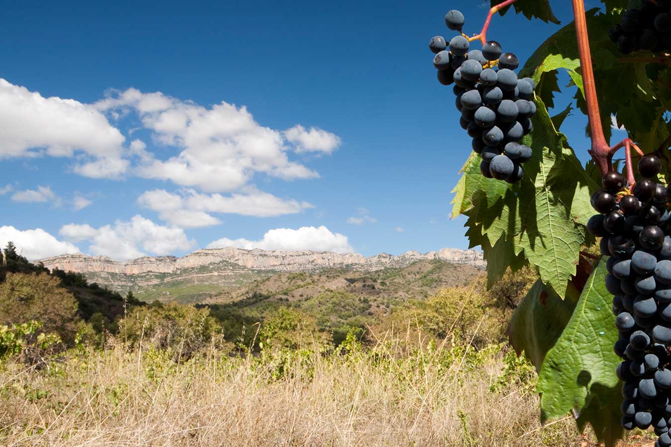 Uvas de Priorat