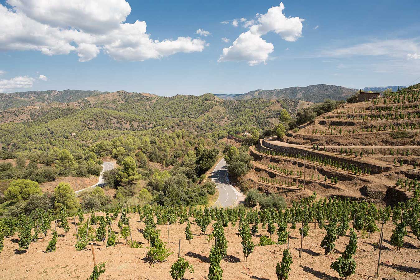 Vines in rows in Priorat