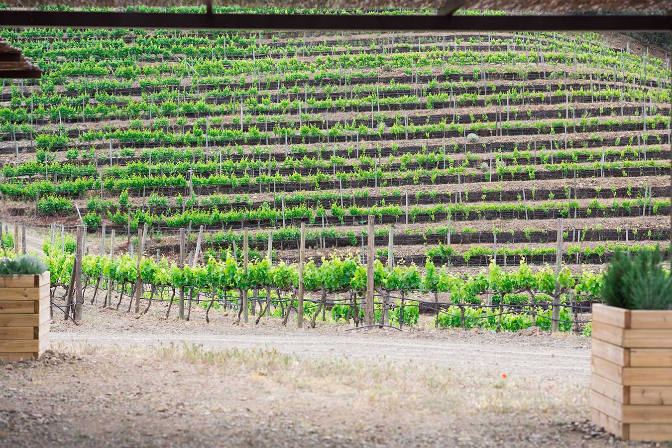 Viña plantada en las montañas de Priorat en la bodega Perinet en Priorat