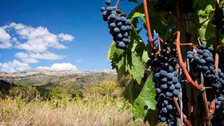 Vinrejse til Penedès og Priorat