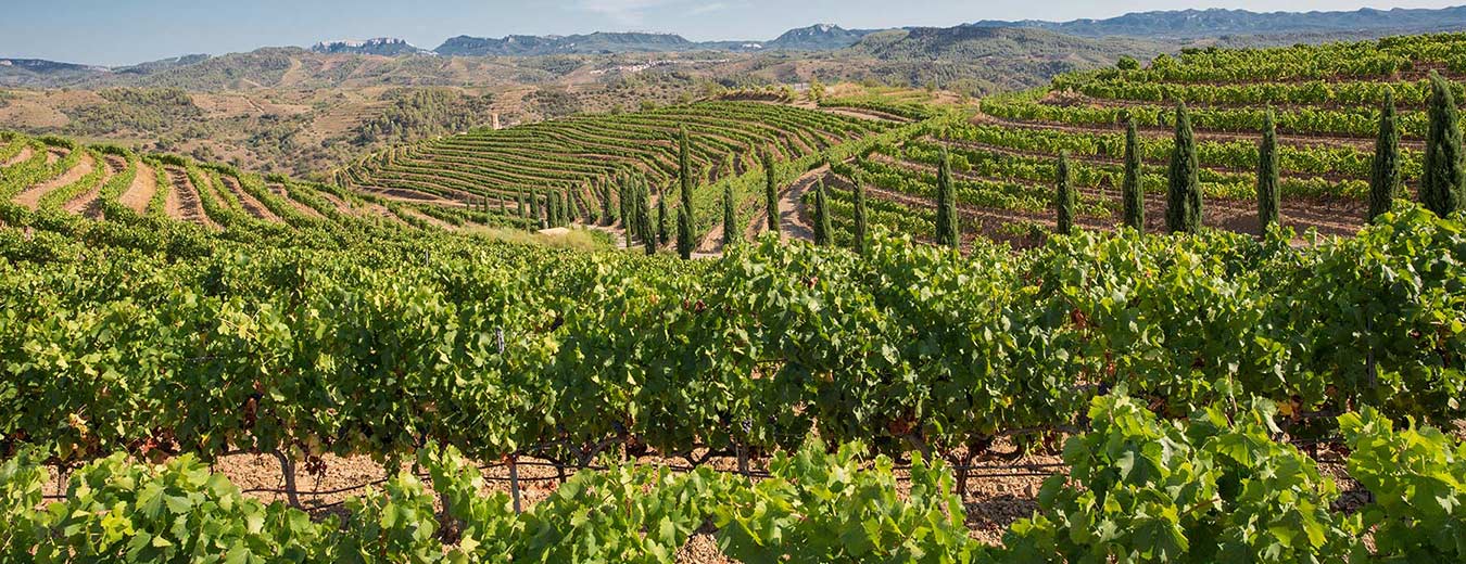 Priorat landscape