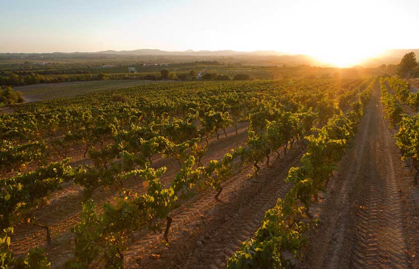 Penedes Winery