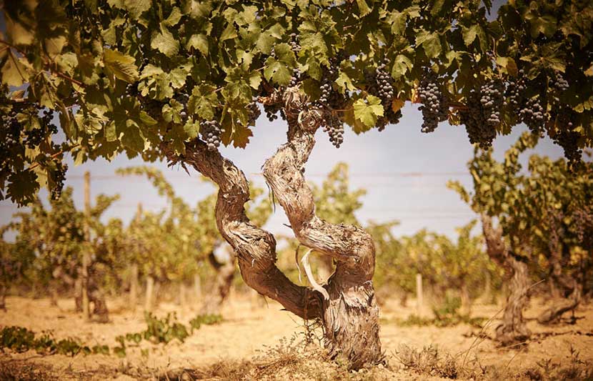 Penedes Winery