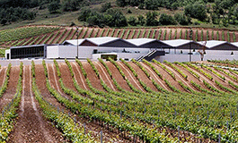 Bodega Cepa 21