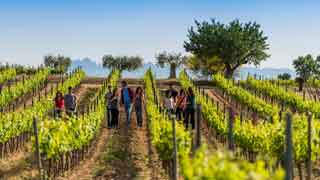 Bodegas Tores Wimnery Tour